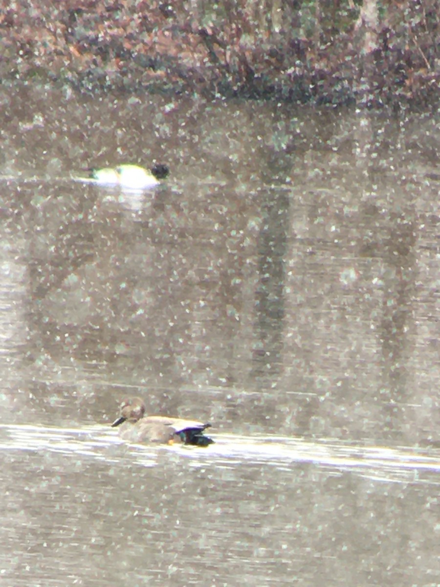 Gadwall - Jim VanAllen