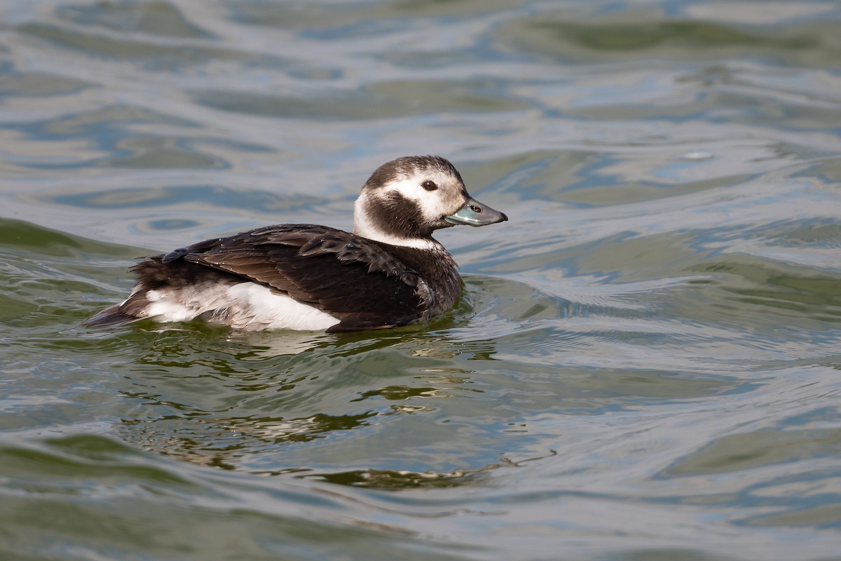 Long-tailed Duck - Suzie McCann