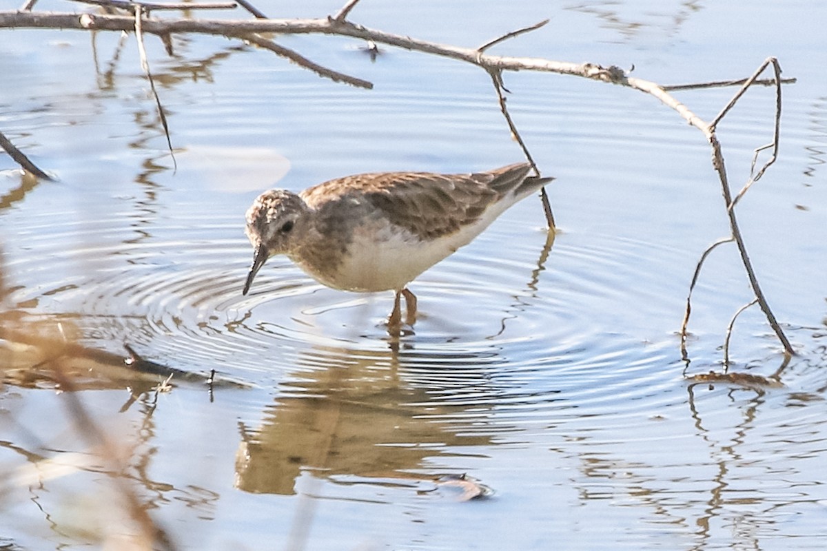 Least Sandpiper - ML298802461