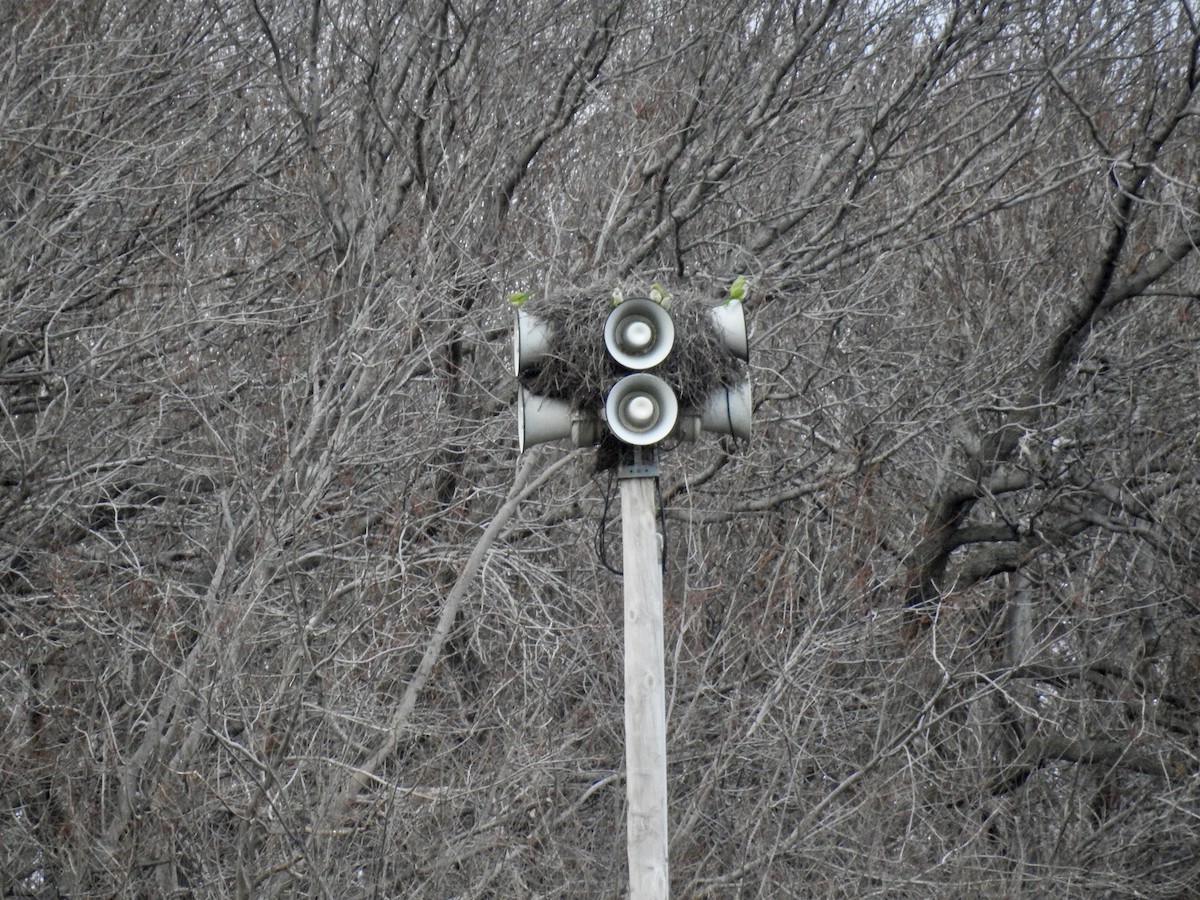 Monk Parakeet - ML298803631