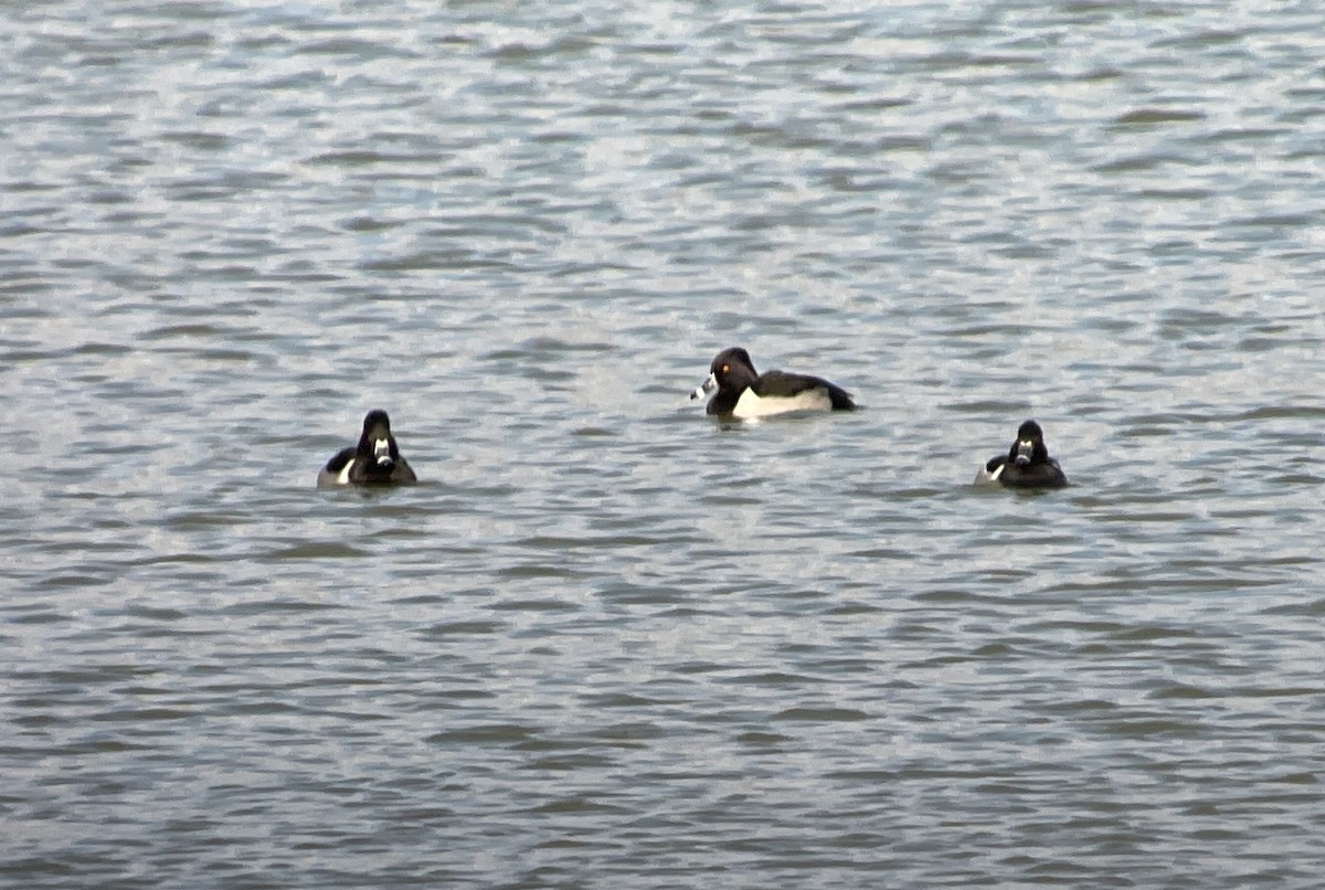 Ring-necked Duck - ML298804031