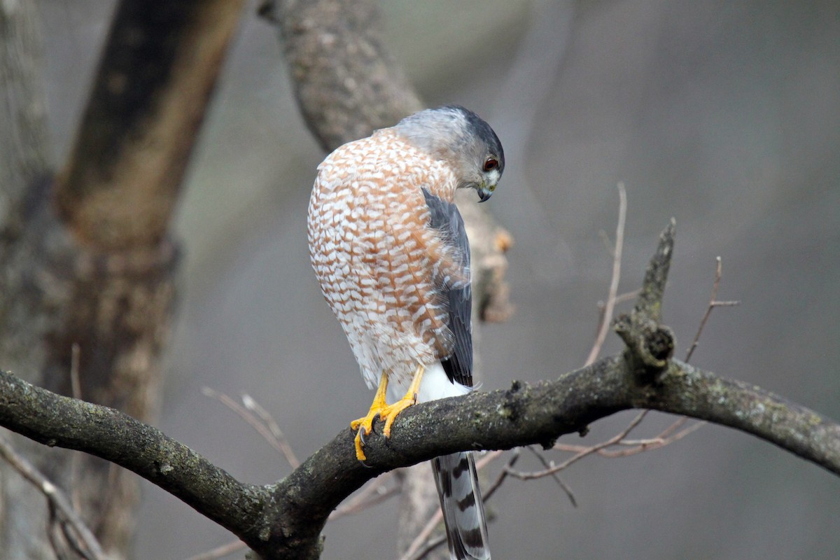 Cooper's Hawk - Kristen Gates