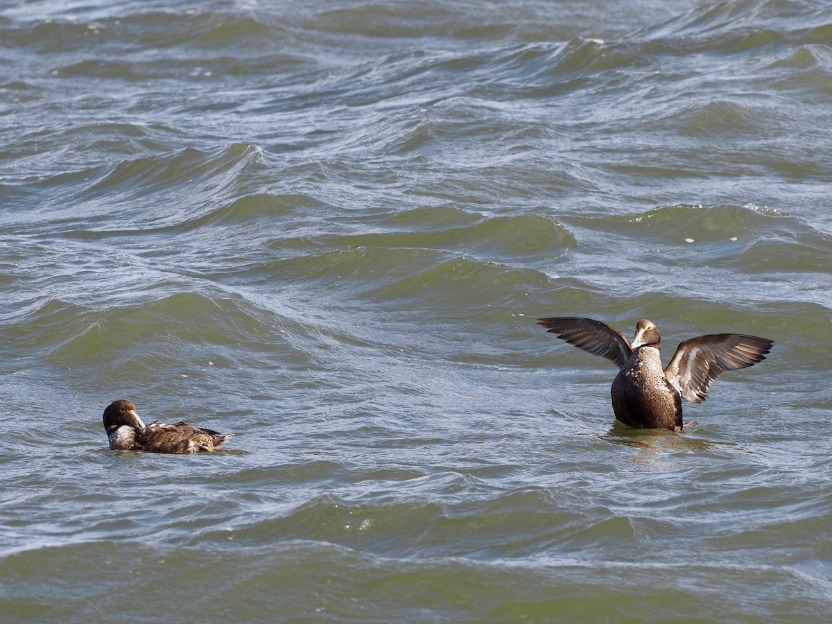 Common Eider - Gabriel Willow