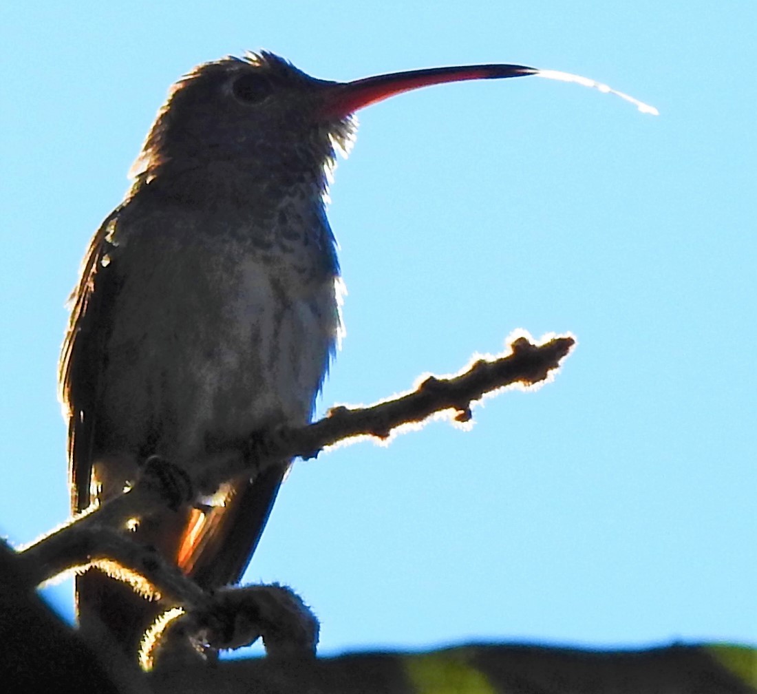 Buff-bellied Hummingbird - Eric Haskell