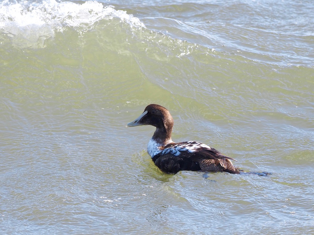 Common Eider - ML298805181