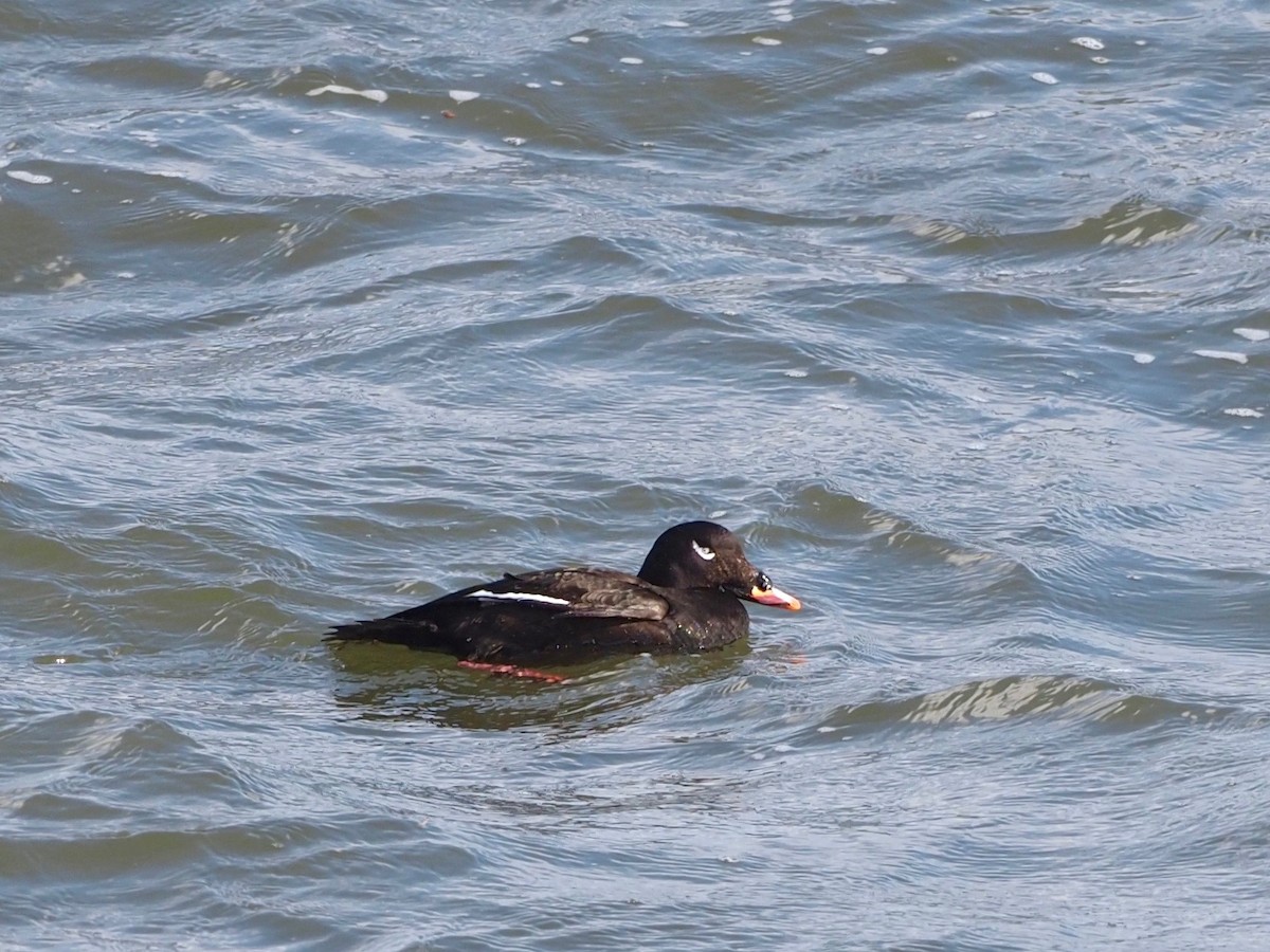 White-winged Scoter - ML298805201