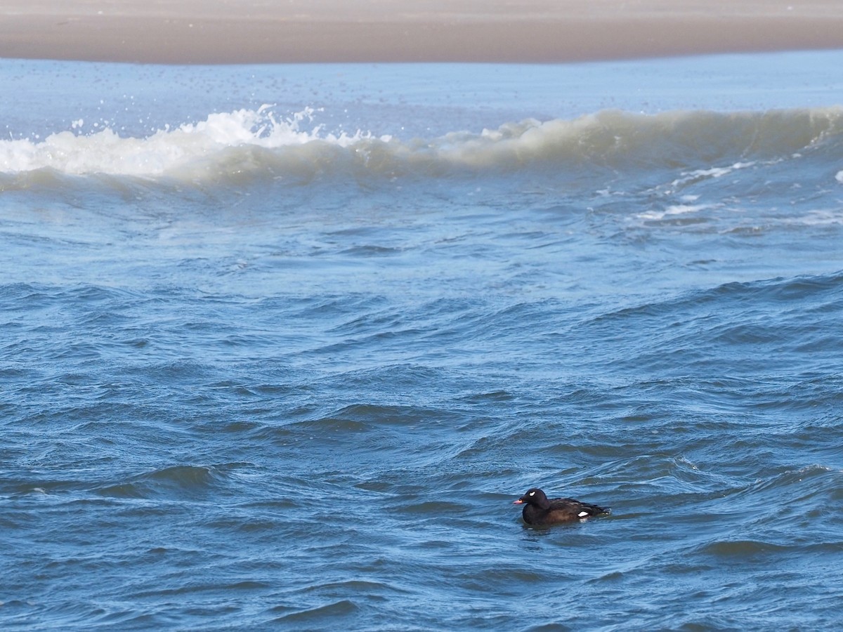 White-winged Scoter - ML298805221