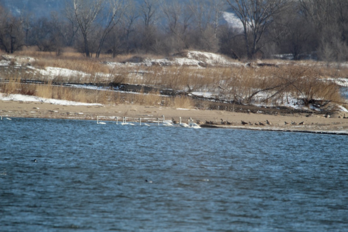 Trumpeter Swan - Bobby Walz