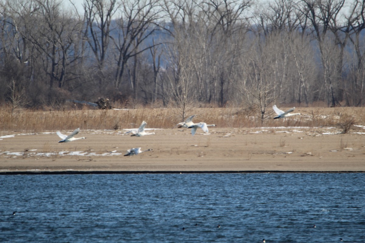 Trumpeter Swan - ML298805651