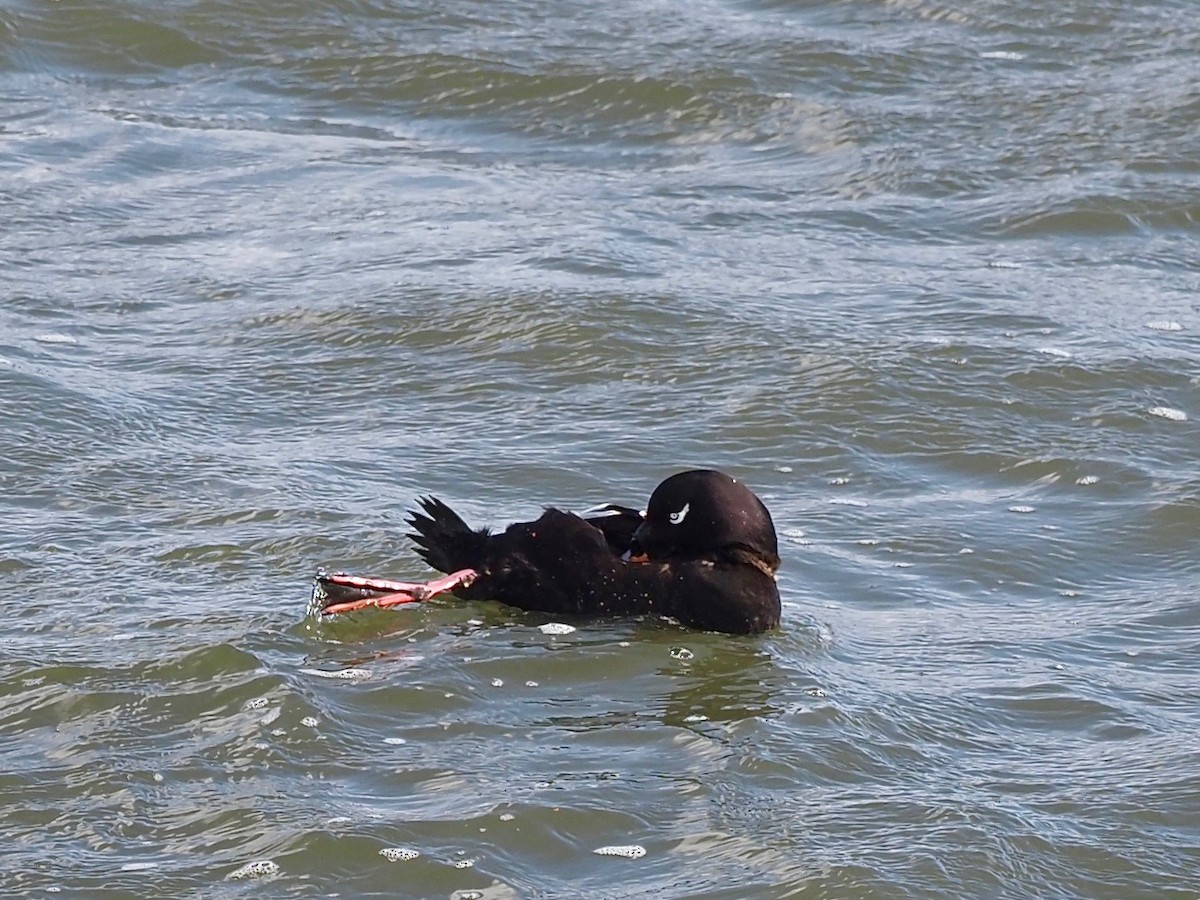 White-winged Scoter - ML298805691