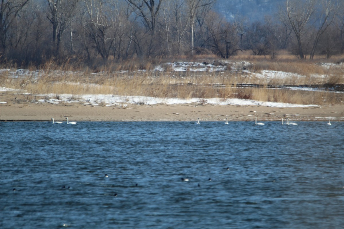 Trumpeter Swan - ML298805701