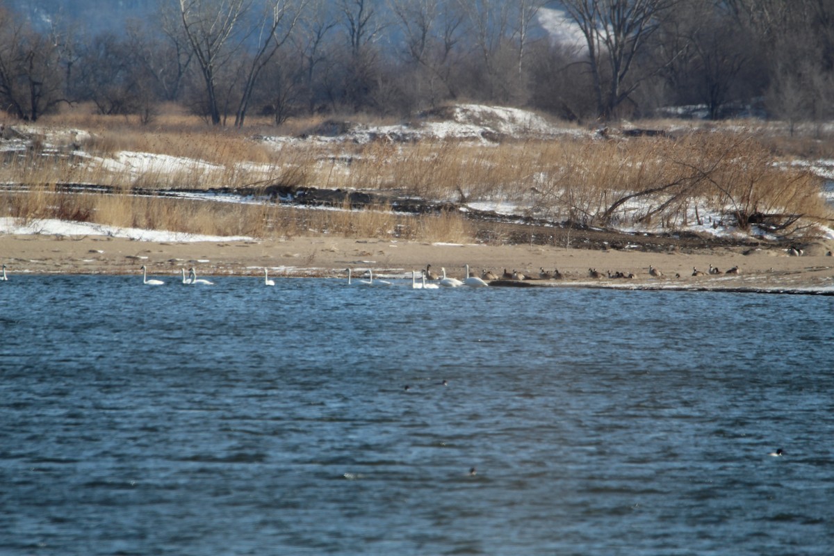 Trumpeter Swan - Bobby Walz