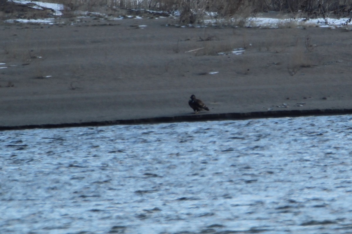 Bald Eagle - Bobby Walz