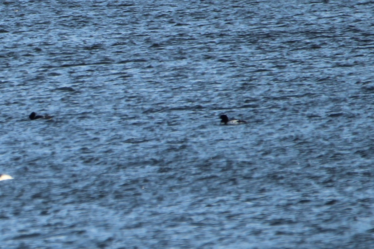 Common Merganser - ML298806171