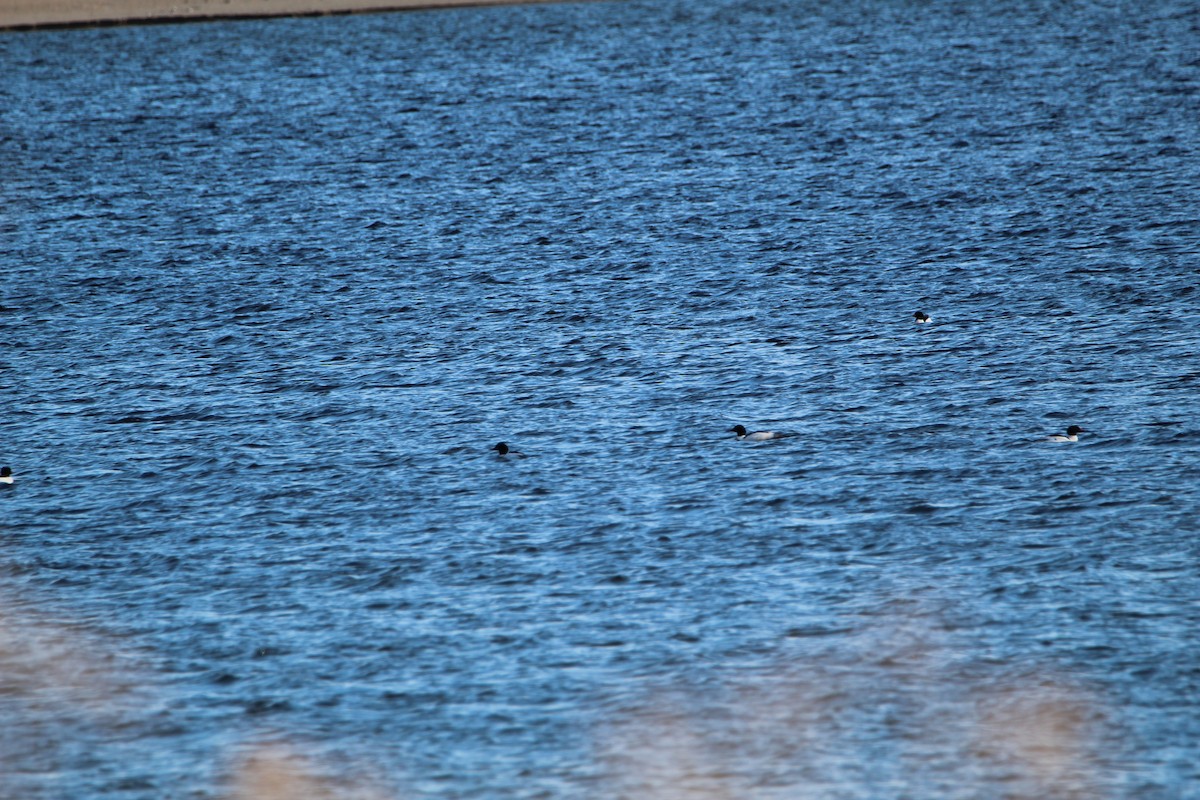 Common Merganser - Bobby Walz