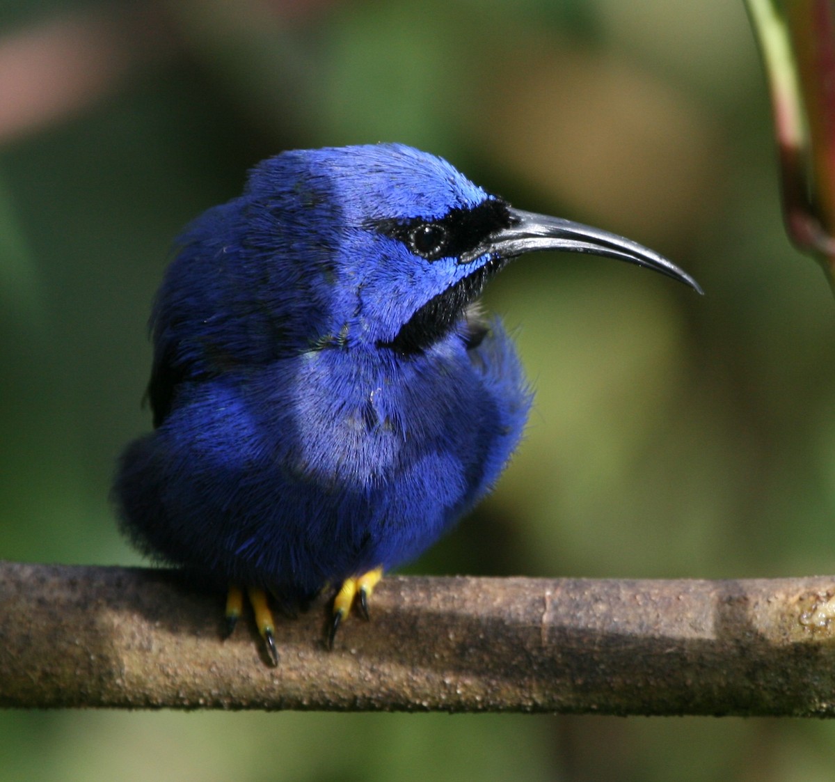 Purple Honeycreeper - ML29880651