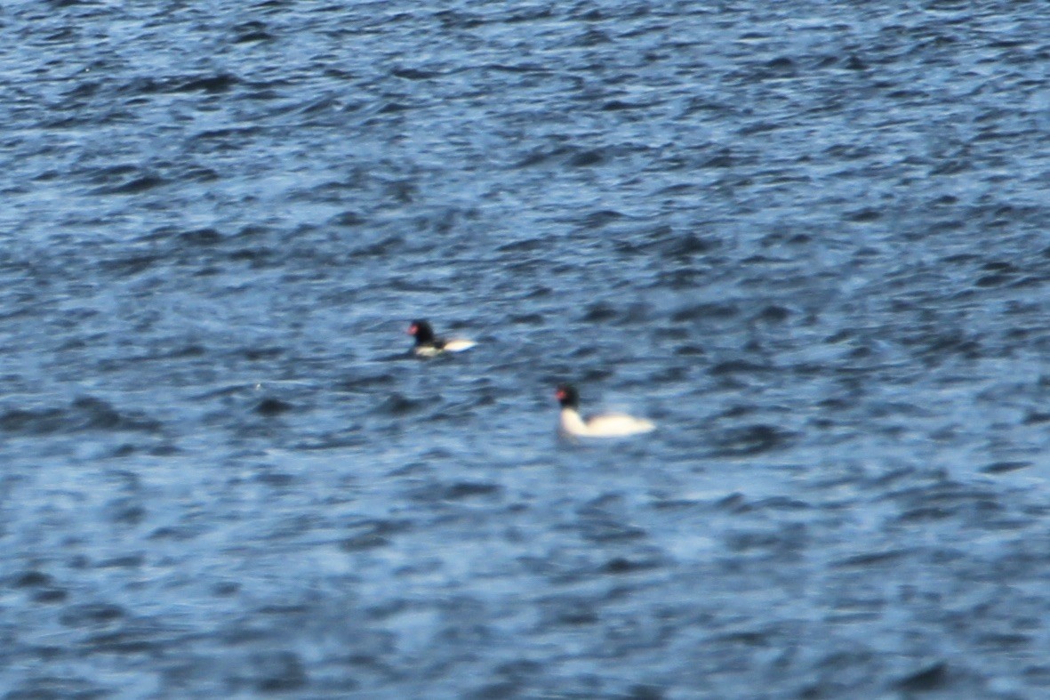 Common Merganser - ML298806531