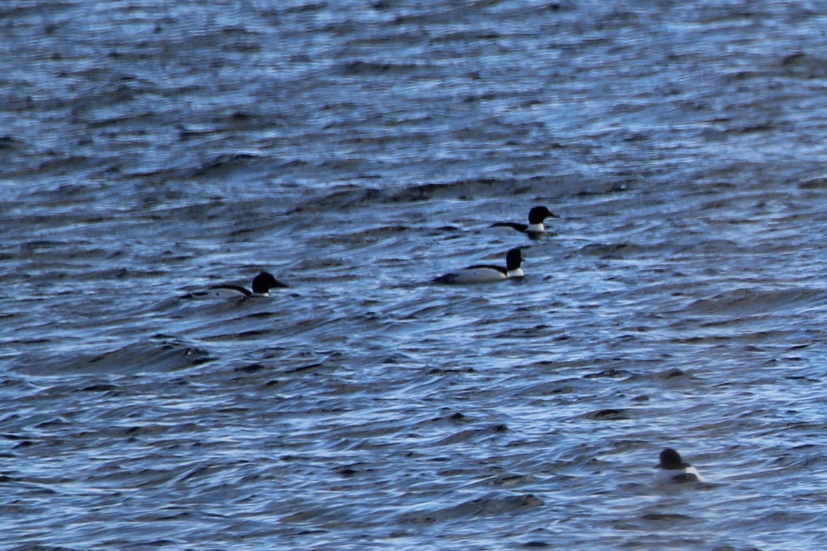 Common Merganser - Bobby Walz