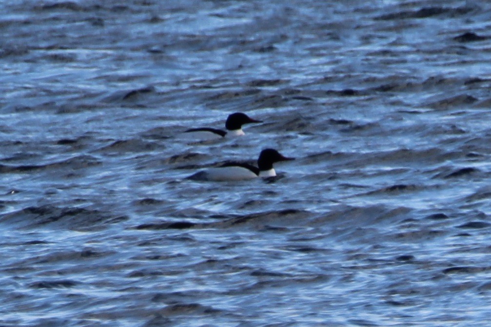 Common Merganser - Bobby Walz