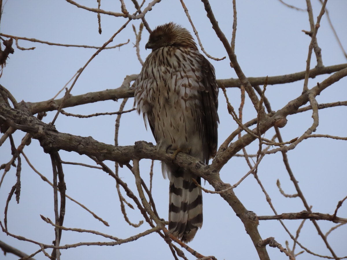 Cooper's Hawk - ML298807101