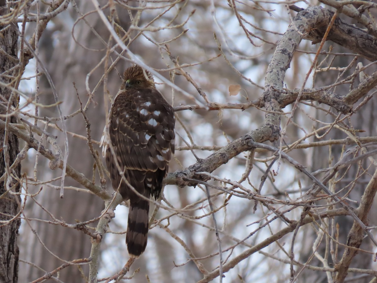 Cooper's Hawk - ML298807151