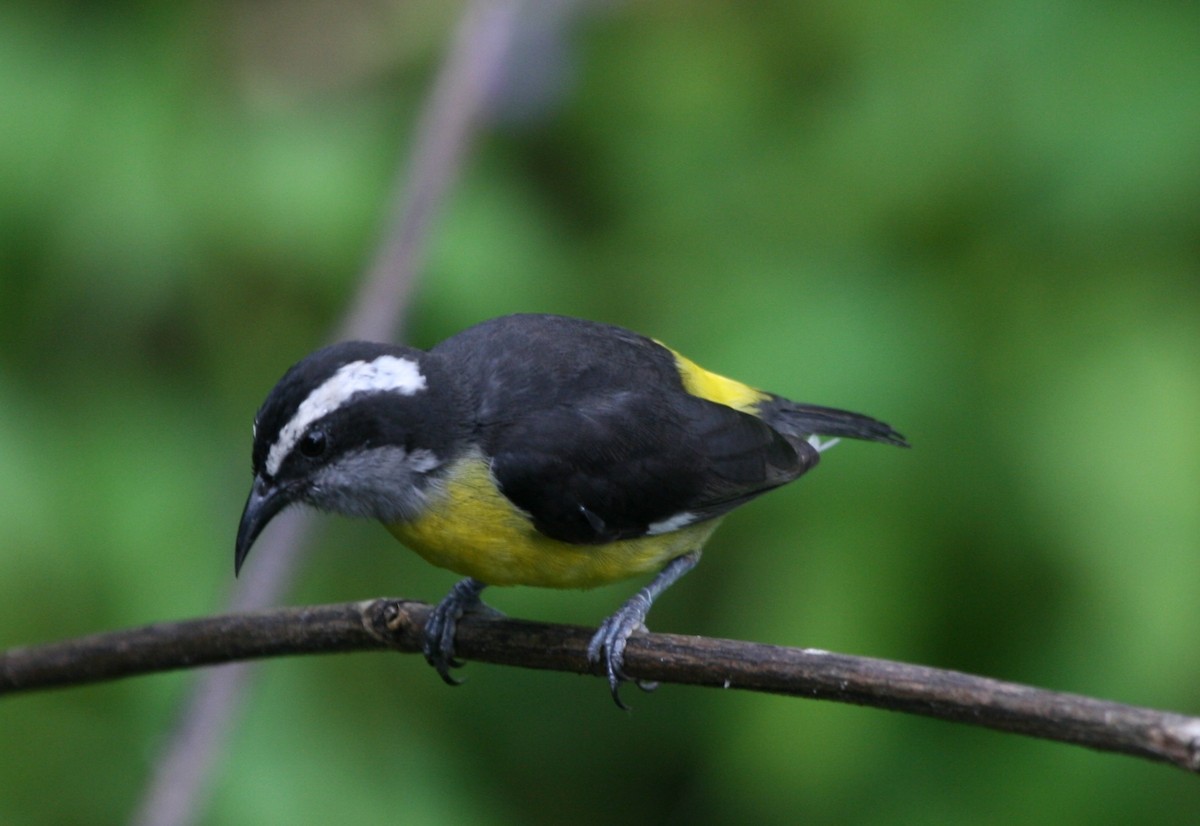 Sucrier à ventre jaune - ML29880721