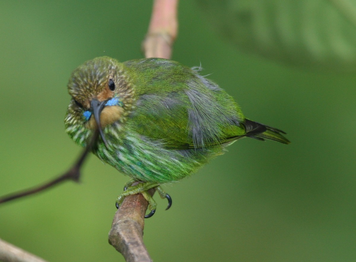 Purple Honeycreeper - James (Jim) Holmes