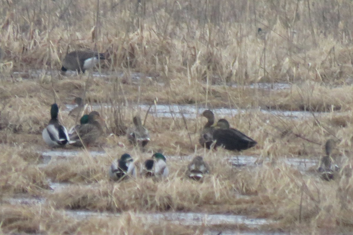 American Black Duck - ML298808401