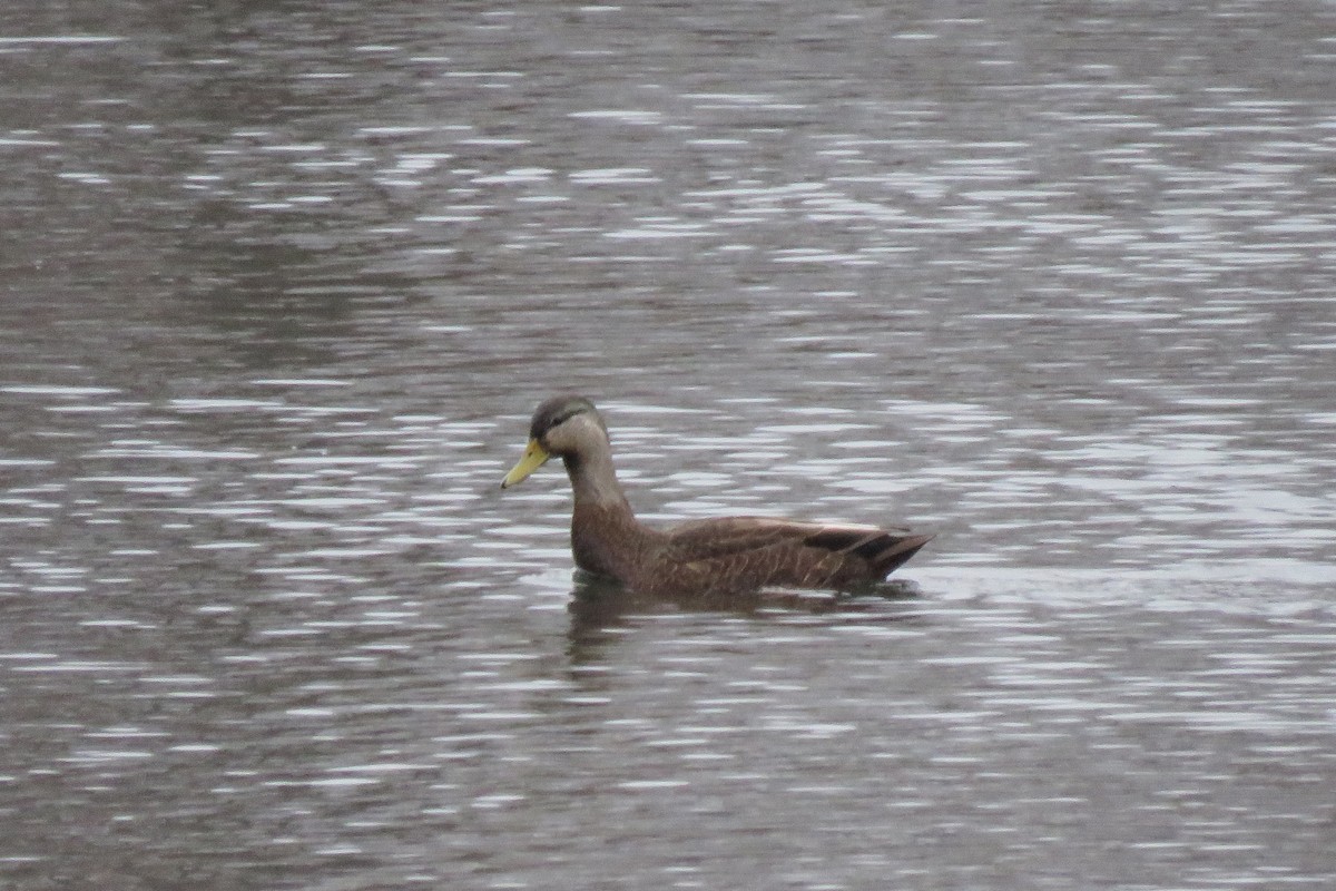 American Black Duck - ML298808591
