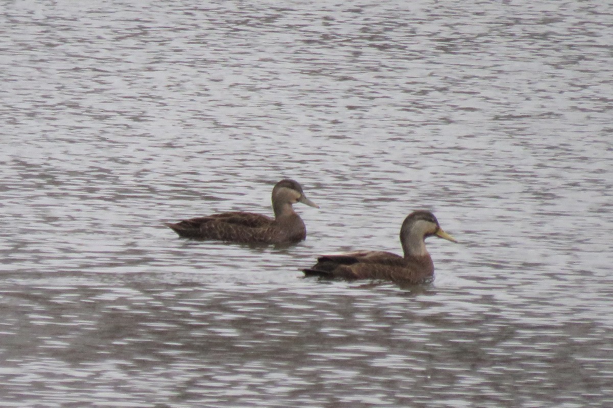 American Black Duck - Gavin Svenson