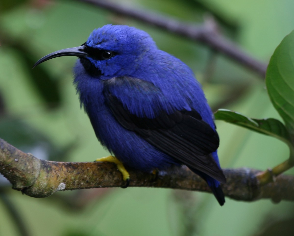 Purple Honeycreeper - James (Jim) Holmes