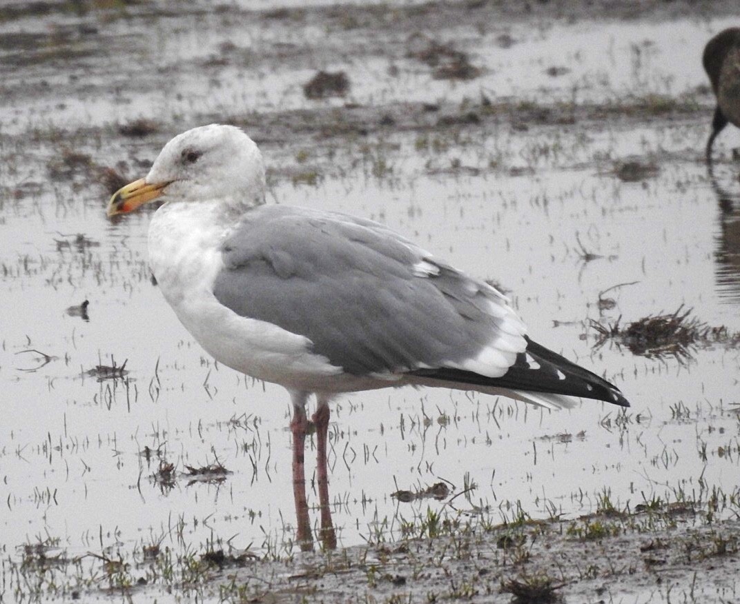 Western Gull - Susan Kirkbride