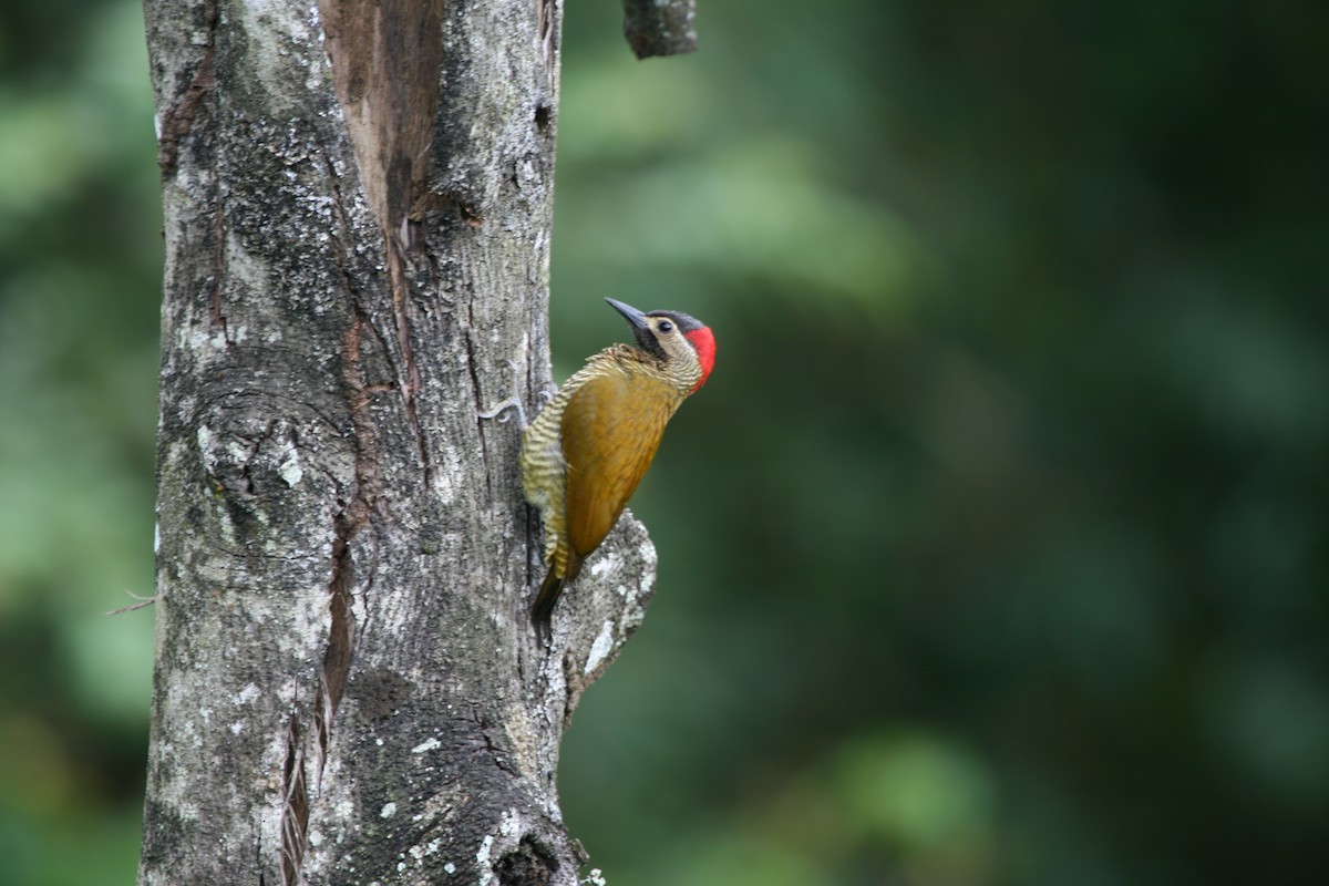 Golden-olive Woodpecker - James (Jim) Holmes