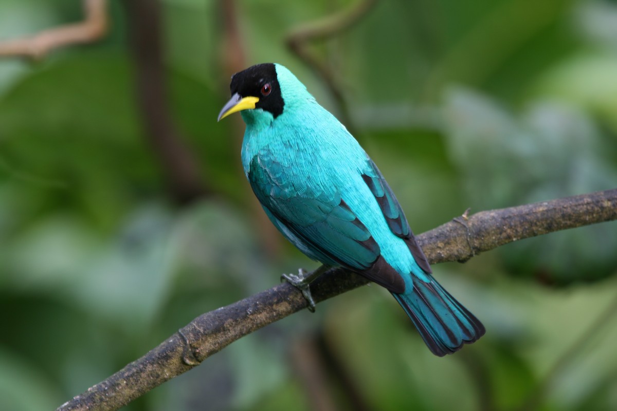 Green Honeycreeper - ML29881071