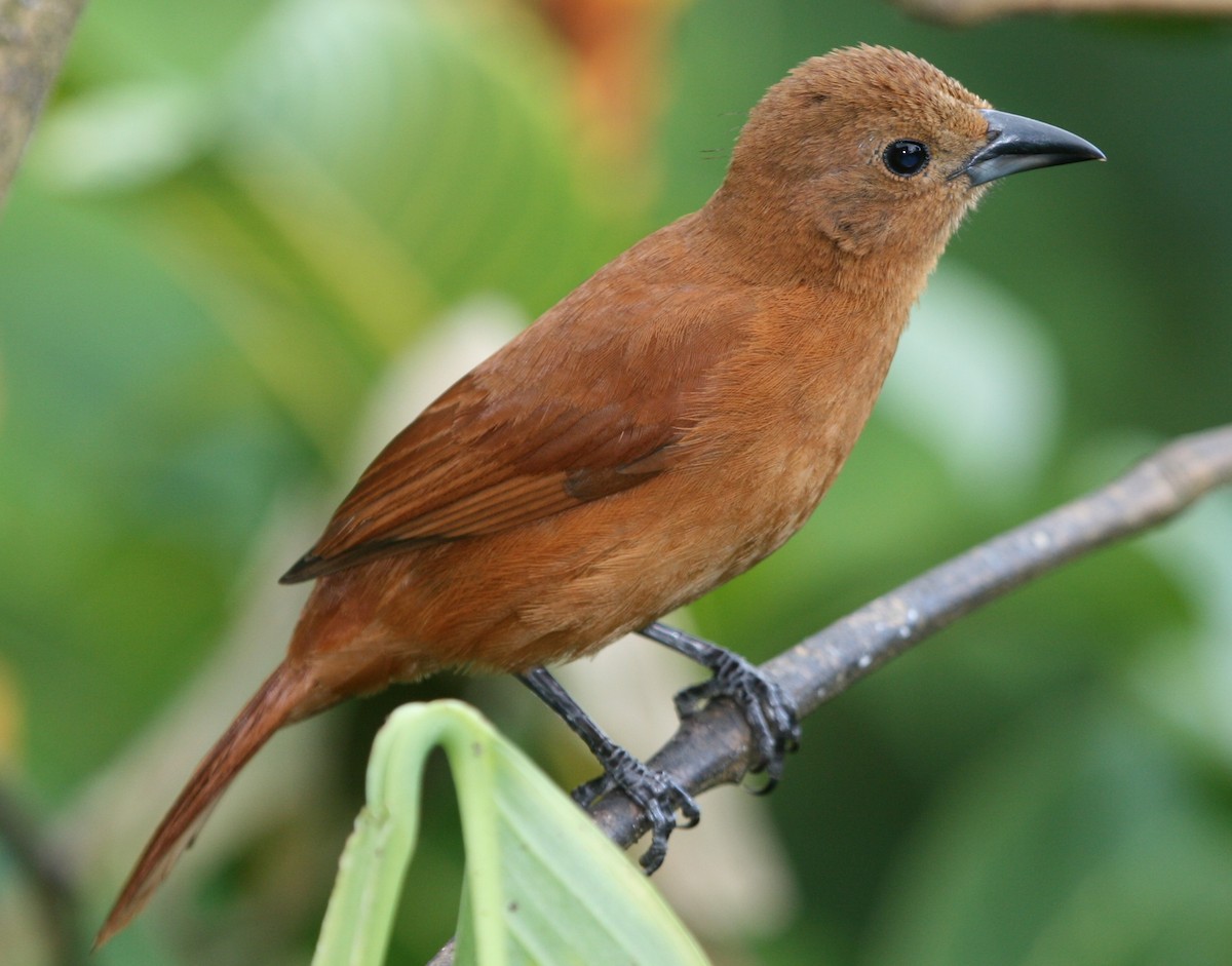 White-lined Tanager - James (Jim) Holmes