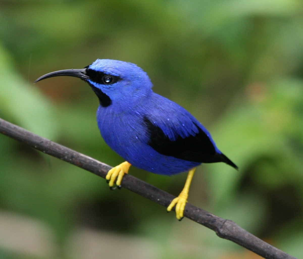 Purple Honeycreeper - ML29881161