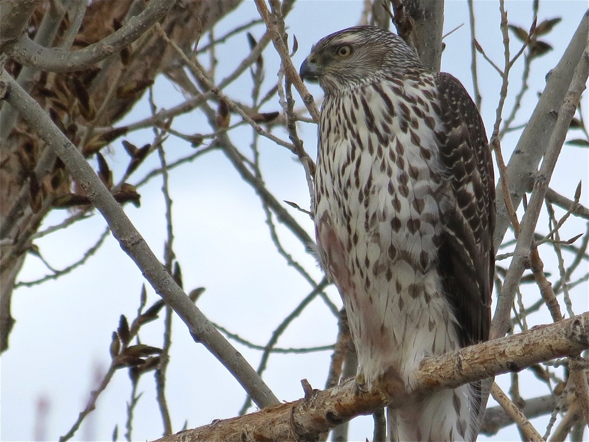 American Goshawk - Lou Ann Harris