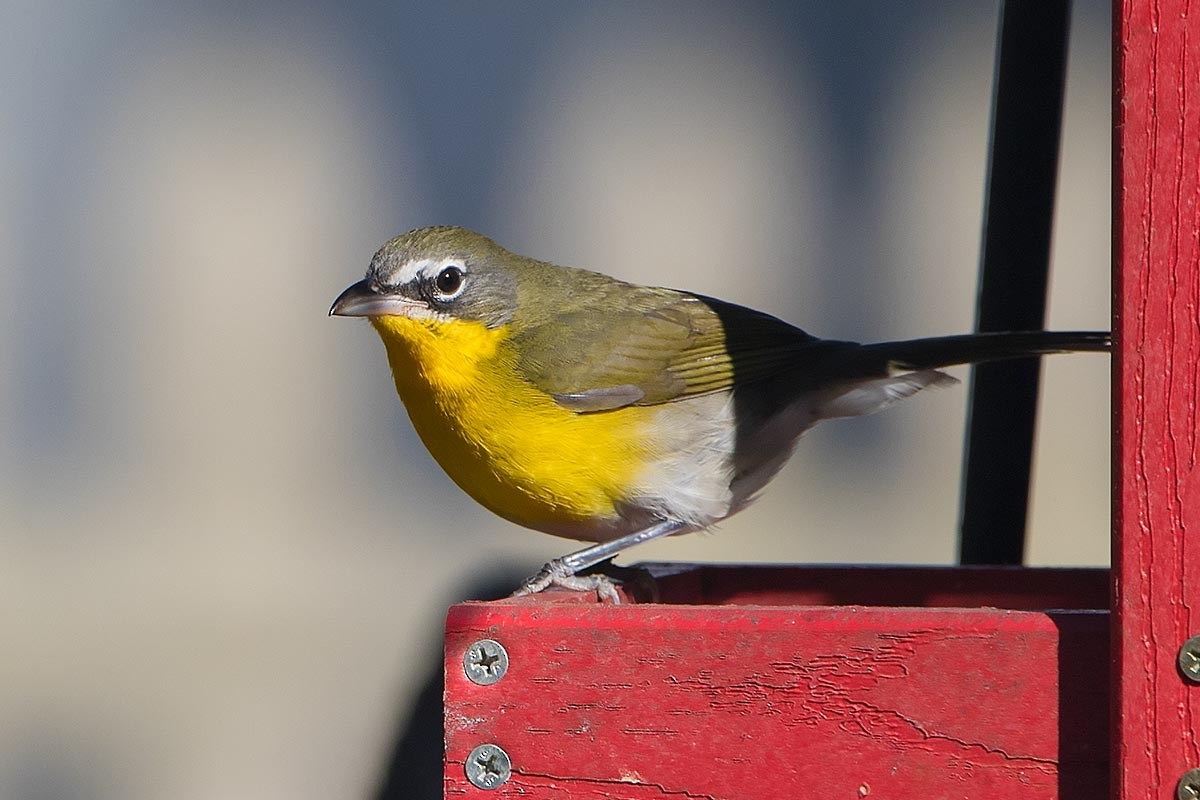 Yellow-breasted Chat - ML298813571