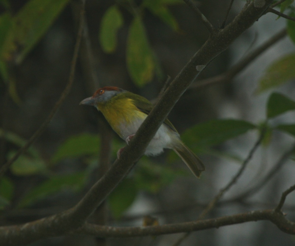 Rufous-browed Peppershrike - James (Jim) Holmes