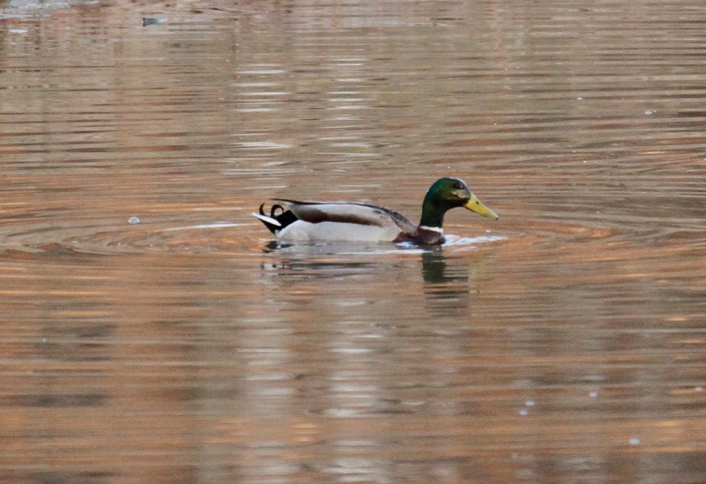 Mallard - ML298814741