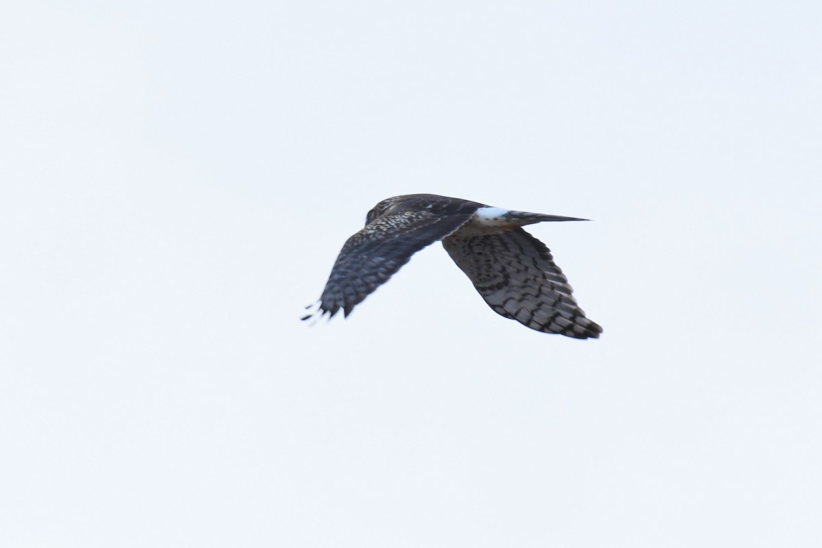 Northern Harrier - ML298815901