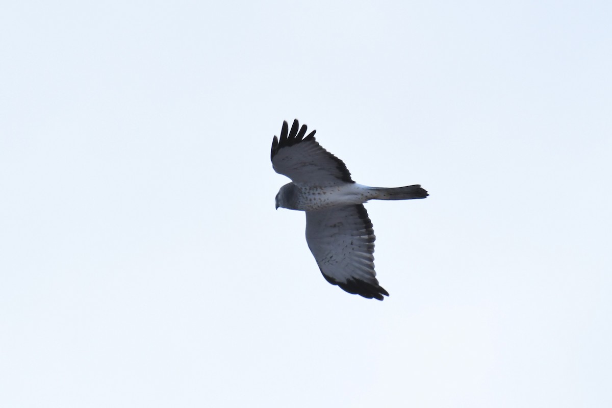 Northern Harrier - ML298815911