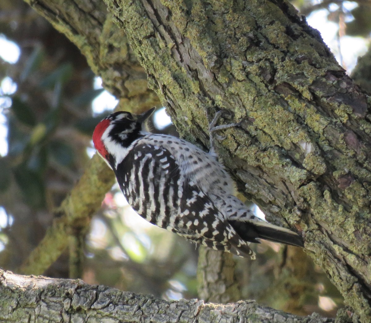 Nuttall's Woodpecker - ML298817951