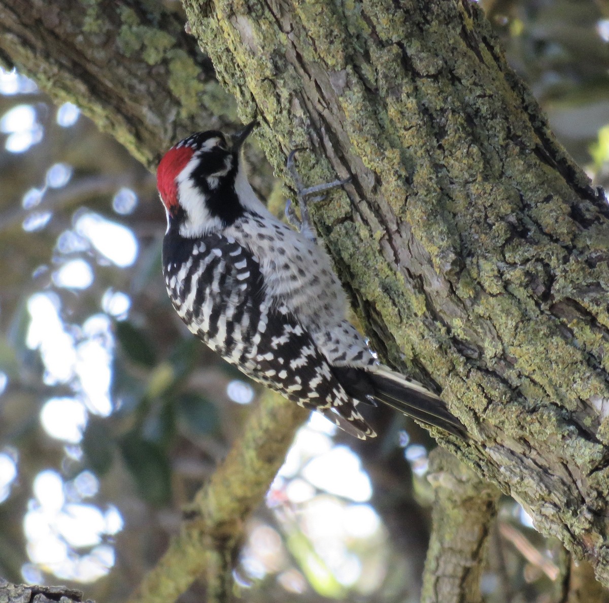 Nuttall's Woodpecker - ML298817971