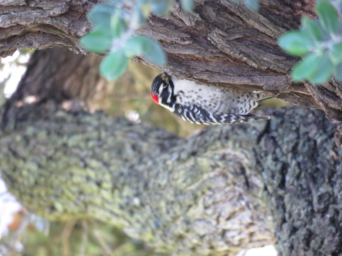 Nuttall's Woodpecker - ML298818211