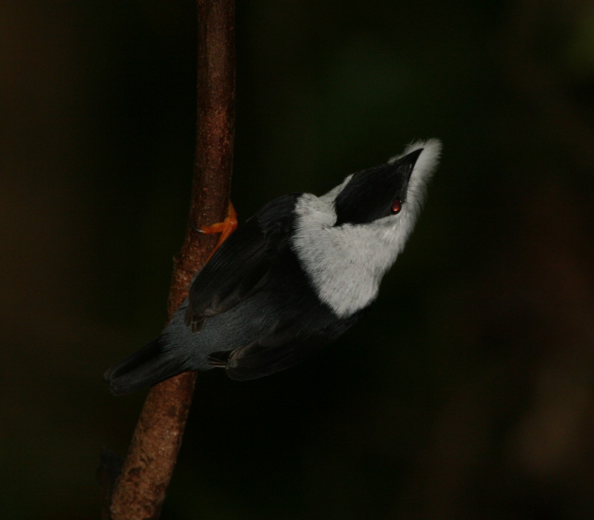 White-bearded Manakin - ML29881981