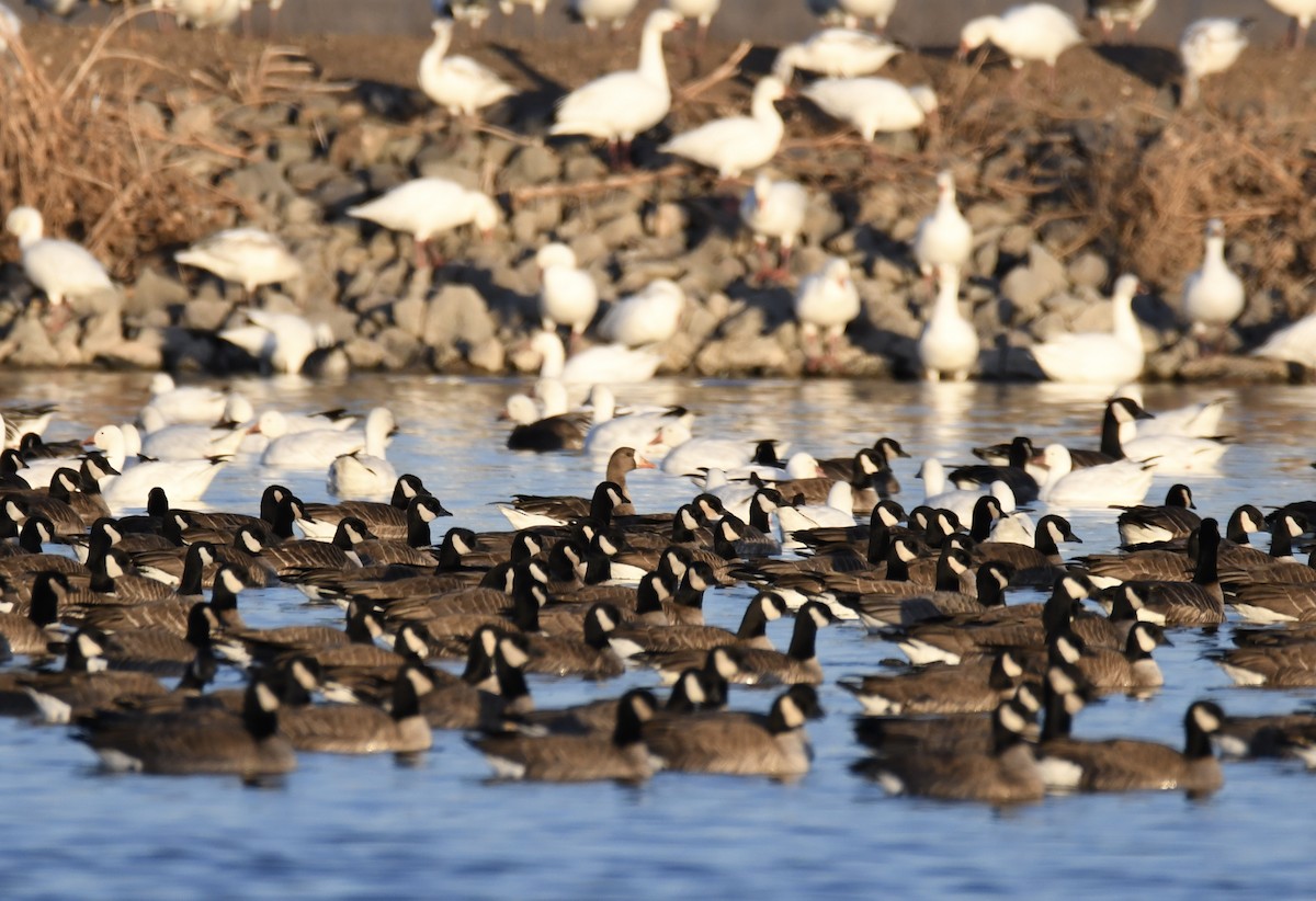 Greater White-fronted Goose - ML298820171