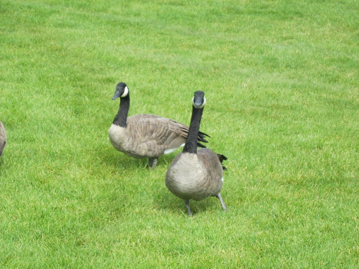 Canada Goose - Ed Hogg