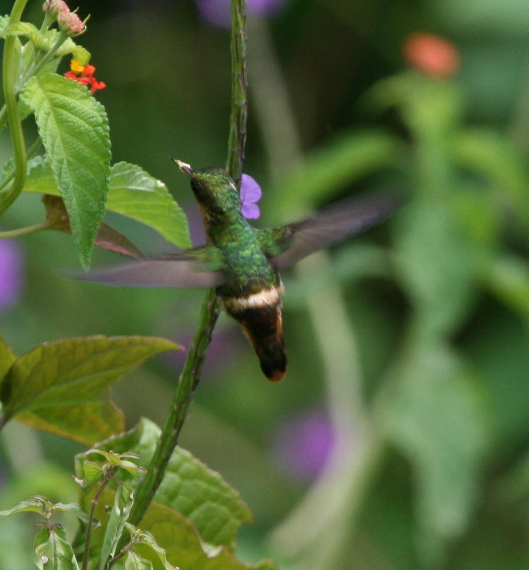 Tufted Coquette - ML29882121