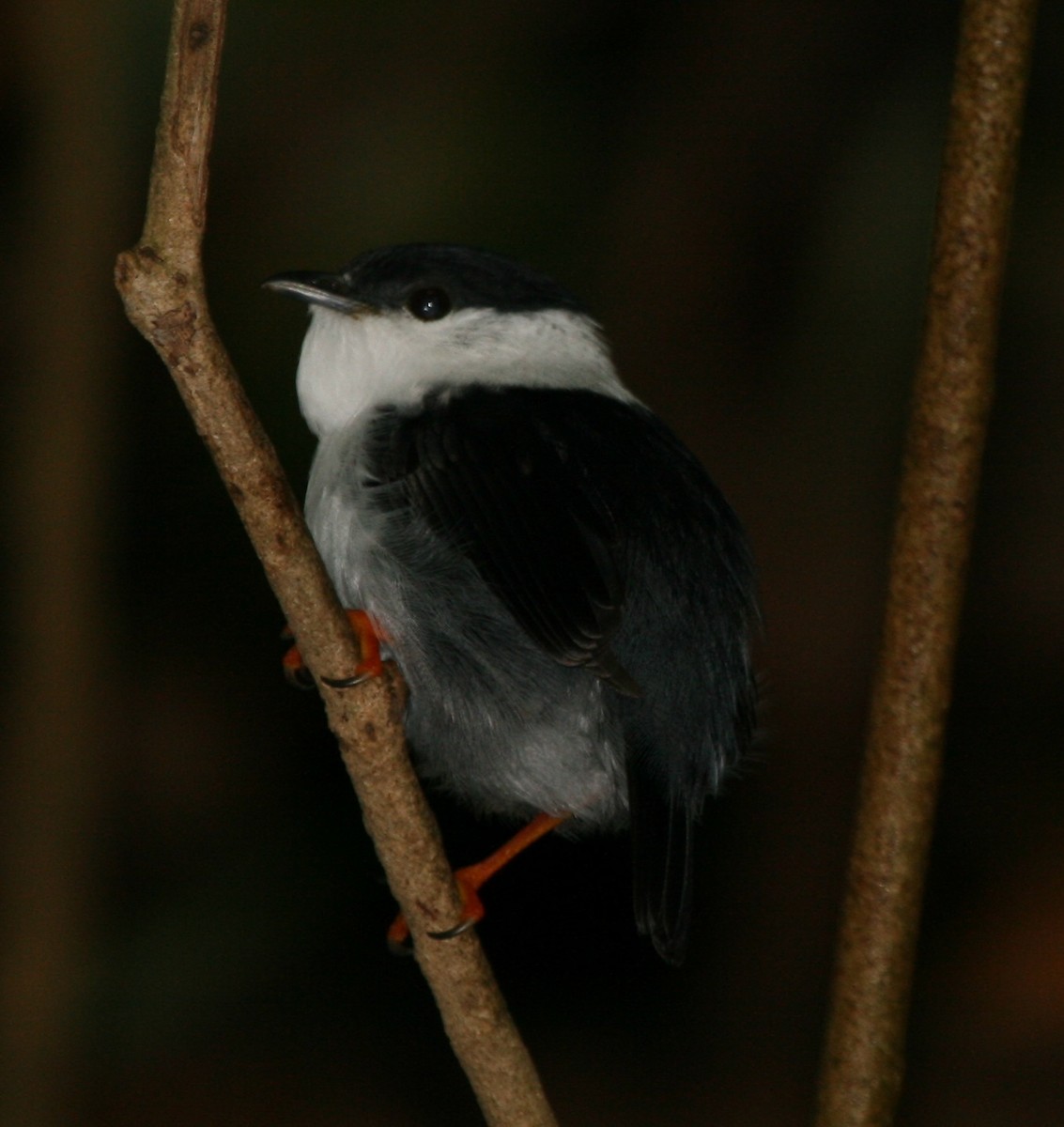 White-bearded Manakin - ML29882141